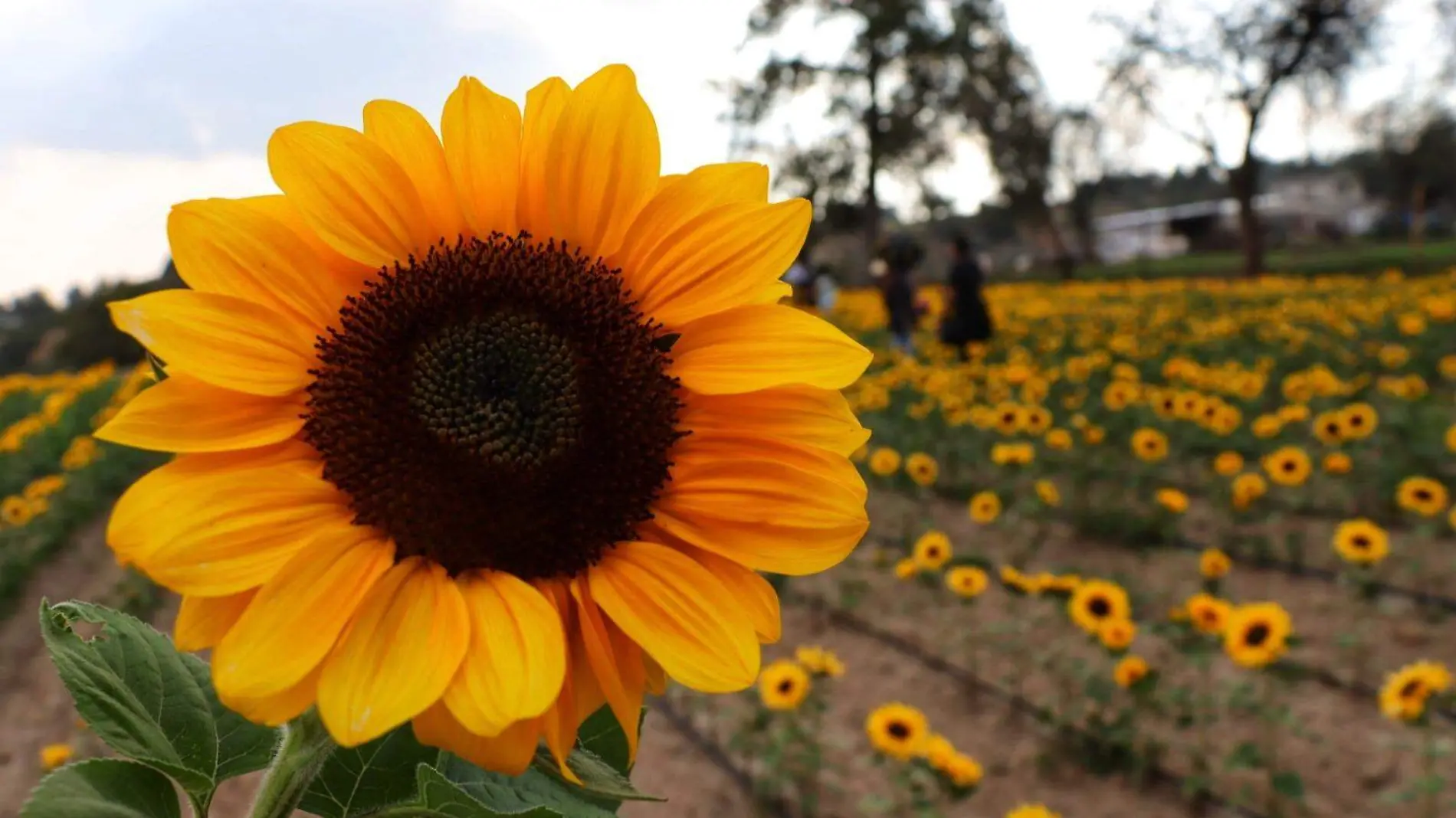 girasoles 3